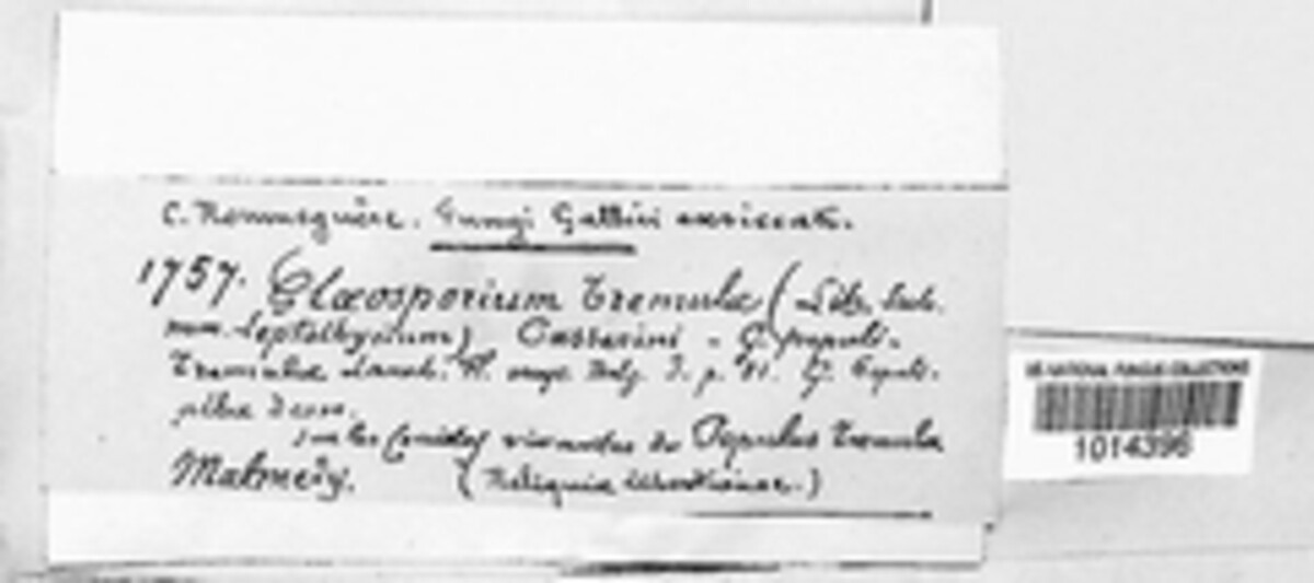 Gloeosporium tremulae image
